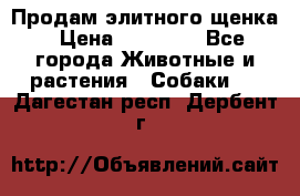 Продам элитного щенка › Цена ­ 30 000 - Все города Животные и растения » Собаки   . Дагестан респ.,Дербент г.